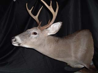 Whitetail mount by NC taxidermist Eddie Johnson