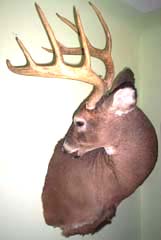 Kansas whitetail taxidermy by Kansas taxidermist Alex Zajac