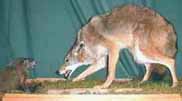 Coyote and groundhog taxidermy by Michigan taxidermist Jon Cart