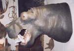 hippopotamus taxidermy