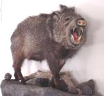 javelina taxidermy