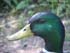 mallard duck taxidermy reference photos