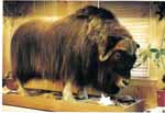 musk ox taxidermy