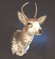 PIEBALD DEER TAXIDERMY by Ohio taxidermist Brian Drake