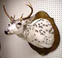 pied deer by Mississippi taxidermist Dan Heasley