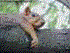 fox squirrel txidermy reference photos