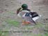 mallard duck taxidermy reference photos