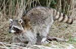 Raccoon taxidermy by Virginia taxidermist David Blevins