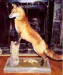 Red fox taxidermy by Georgia taxidermist Michael Shipman