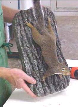 squirrel taxidermy