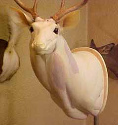 whitetail_mannikin