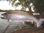 brown trout taxidermy