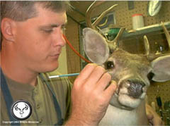 whitetail_taxidermy_restoration