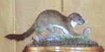 weasel taxidermy