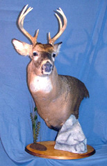 Whitetail deer taxidermy by Connecticut taxidermist     Johny Humphries