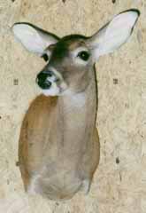 Whitetail doe taxidermy by Ga taxidermist Michael Shipman