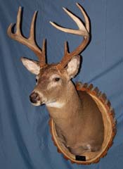 Whitetail deer taxidermy by Kentucky taxidrmist Charles Gossett