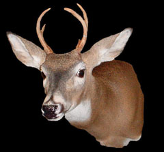 whitetail taxidermy by North Carolina taxidermist Bill Johnson