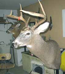 whitetail mount