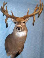 whitetail by Kansas taxidermist Kendall Shaw