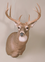 Whitetail deer mount by Kansas taxidermist Eric Couch