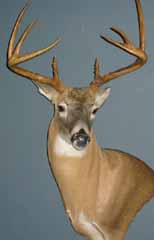 whitetail taxidermy by Russell Avery