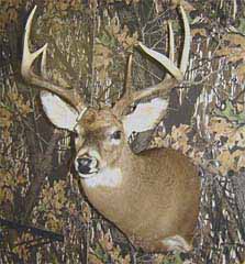 whitetail taxidermy by Ohio taxidermist Matt Baer