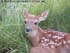 whitetail deer taxidermy reference photo