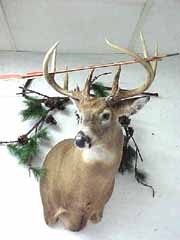 Whitetail taxidermy by South Dakota taxidermist Doug Dexter