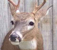 Whitetail deer mount by Michigan taxidermist Steve Hall on a REAL DEER FORM