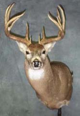 whitetail taxidermy by Kansas taxidermist Lonny Travis