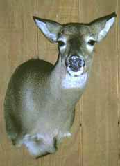 WHITETAIL DOE TAXIDERMY by Pennsylvania taxidermist Eric Smith