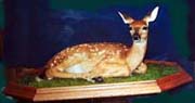 velma smith taxidermist