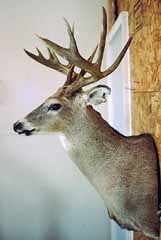 whitetail taxidermy
