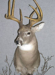 WHITETAIL BUCK MOUNT by New York taxidermist Rich Dunlop 