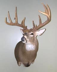 whitetail taxidermy