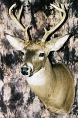 whitetail deer taxidermy by Virginia taxidermist Bill Clark