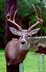 whitetail deer taxidermy byTexas taxidermist Barry Buras