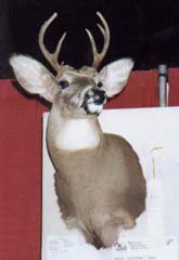 whitetail taxidermy by Christopher Mallien