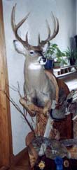 whitetail taxidermy by John Mallien