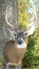 whitetail deer taxidermy James Parrish