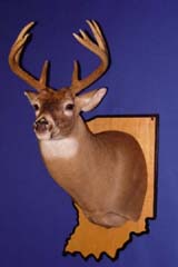 Whitetail deer taxidermy by Indiana taxidermist Jeff Sonner