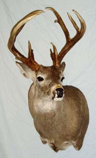 Tx taxidermy studio Ogg's Taxidermy whitetail mount 