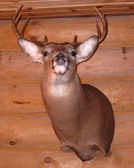 Whitetail deer taxidermy by Illinois taxidermist Ron Levin