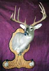 whhitetail deer mount