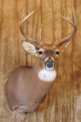 Whitetail deer taxidermy by Missouri taxidermist Cole Cruickshank