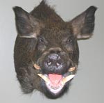 wild boar taxidermy