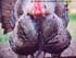 wild turkey taxidermy reference photos