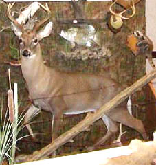 lifesize whitetail taxidermy